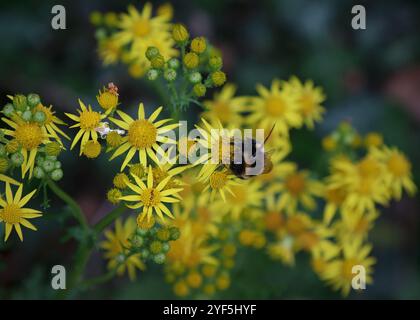 Bumble bee seduto su un fiore giallo Foto Stock