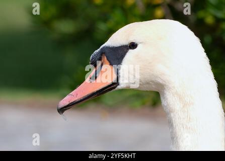 Ritratto di un cigno bianco. Uccello comunemente visto nei laghi nei grandi parchi ricreativi. Foto Stock