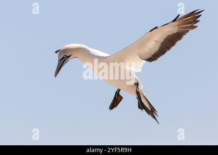 Capo Gannet (Morus capensis) atterrando nella colonia di riproduzione, Bird Island, Lamberts Bay, costa occidentale, Sudafrica, sono in pericolo a livello globale Foto Stock