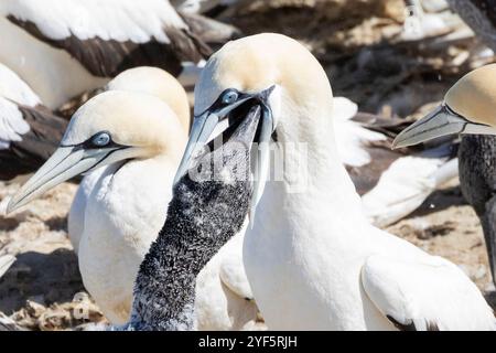 Pulcino di Cape Gannet (Morus capensis) nutrito da un adulto nella colonia di riproduzione, Bird Island, Lamberts Bay, West Coast, Sud Africa, sono globalmente endan Foto Stock