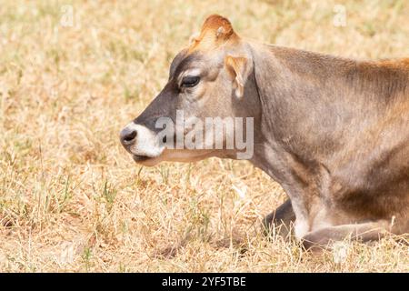 Primo piano di una mucca di Jersey in un pascolo di fattoria, masticando il cricco, caseificio, produzione di latte Foto Stock