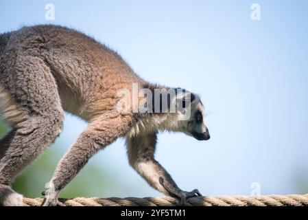 Un lemure a coda ad anello (Lemur catta) sapientemente bilanciato su una corda, dimostrando la sua notevole agilità e la sua natura giocosa. Nota per la loro caratteristica b Foto Stock