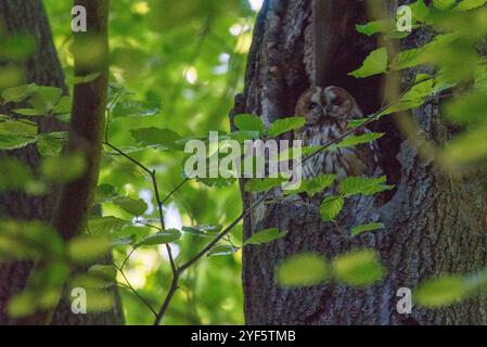 Un gufo tawny (Strix aluco) che sbuca fuori dal suo nido, immerso nell'abbraccio protettivo di un albero. Noti per i loro caratteristici volti rotondi e beau Foto Stock