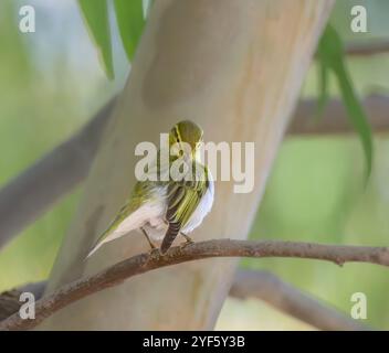 Una parula del legno, Phylloscopus sibilatrix, che prepara e pulisce le sue piume su un ramo, Creta, Grecia Foto Stock