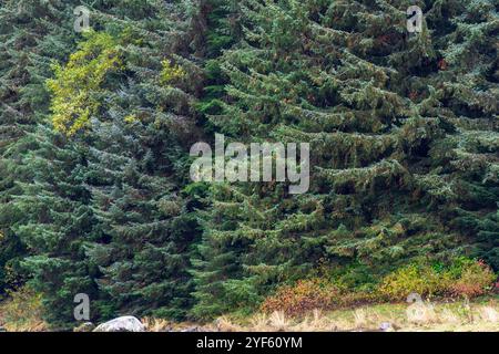 Alberi sempreverdi di abete rosso in una foresta lussureggiante a Haines, Alaska Foto Stock