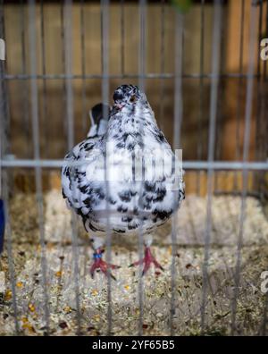 Re Pigeon bianco e nero in una mostra di animali Foto Stock