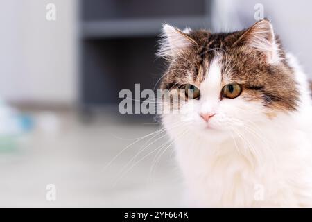 Questa immagine presenta una vista ravvicinata di un adorabile gatto marrone e bianco che guarda con attenzione la telecamera, catturandone lo sguardo Foto Stock