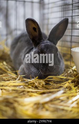 Mini Rex Blue Rabbit in una mostra di animali Foto Stock