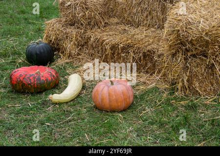 Fieno su un prato verde. Le zucche giacciono sull'erba. Foto Stock