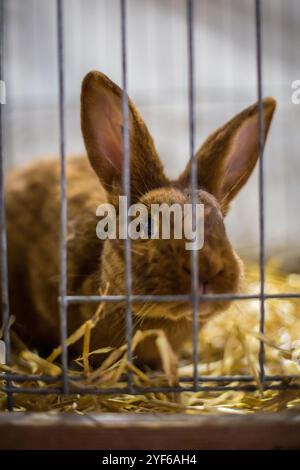 Coniglio rosso neozelandese su una mostra di animali Foto Stock