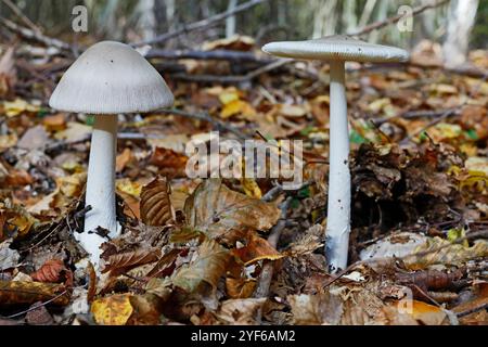 Un fungo da cappellino di morte molto velenoso da bianco a brunastro Foto Stock