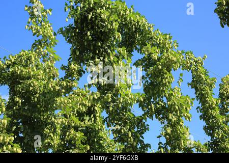 Luppolo pronto per essere raccolto, Bugglesden Lane, St Michaels, Tenterden, Kent, Inghilterra Foto Stock