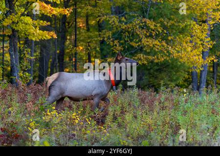 Mucca nella zona del lago Clam nel Wisconsin settentrionale. Foto Stock