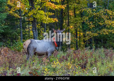 Mucca nella zona del lago Clam nel Wisconsin settentrionale. Foto Stock