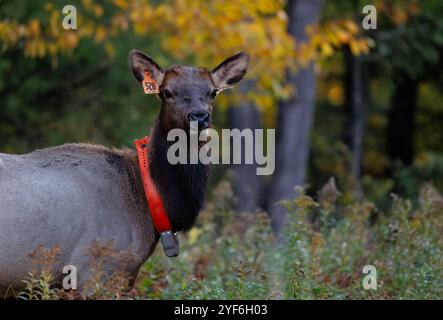 Alce di mucca nella zona del lago di Clam del Wisconsin settentrionale. Foto Stock