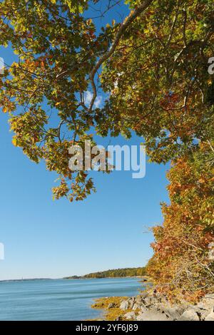 Percorso escursionistico casco Bay nel Wolfe's Neck Woods State Park vicino a Freeport e Portland Maine. Foglie e fogliame che cambiano durante la stagione autunnale. Foto Stock