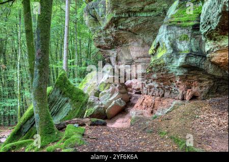 Tra massi e pareti rocciose di arenaria colorata, il sentiero si snoda attraverso la foresta del Palatinato. Foto Stock