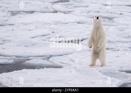 Oceano Artico, Svalbard, Norvegia. Grasso, sano orso polare femmina in piedi sul ghiaccio per pancake. Foto Stock