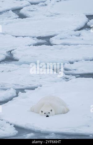 Oceano Artico, Svalbard, Norvegia. Grasso, sano orso polare femminile su ghiaccio pancake. Foto Stock