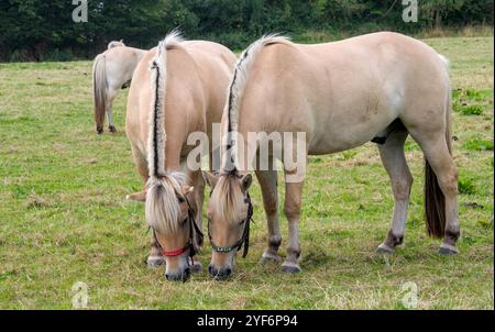 Ritratto di due cavalli norvegesi del fiordo con le loro tipiche mani scure e chiare Foto Stock