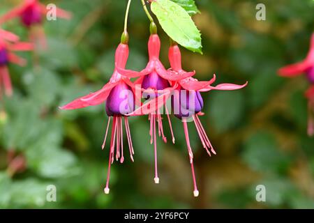 Fiori d'autunno Pendat rossi e viola di Hardy Fuchsia 'Lady Boothby nel giardino del Regno Unito ottobre Foto Stock