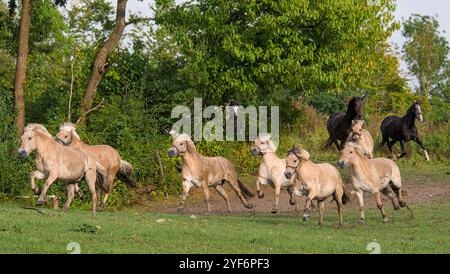 Una grande mandria di bellissimi cavalli norvegesi Foto Stock