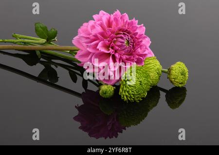 Bouquet floreale autunnale con fiori di crisantemo rosa. Carta da parati Chrysanthemum, crisantemi in autunno. Foto Stock