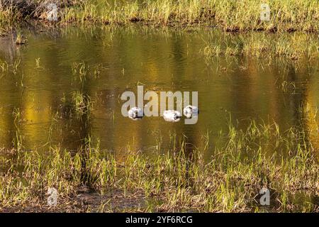 Cigni avvistati in un ambiente naturale selvaggio in autunno, con canne d'erba che spuntano dall'acqua, dal lago. Foto Stock