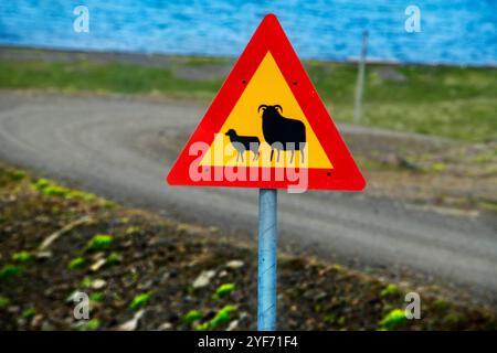 Segnale islandese che avverte che le pecore attraversano o si trovano sulla strada. Skalanes, Seydisfjordur Islanda. Riserva naturale di Skálanes, un natu privato unico Foto Stock