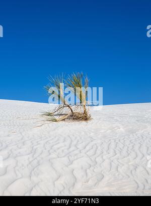 Lone Yucca Cactus with the Random Abstract and Sand Patterns in White Sands, New Mexico, con il brillante Blue Sky Foto Stock