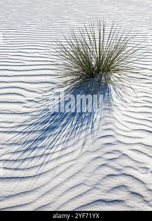 Lone Yucca Cactus con The Random Abstract Sand con Dramatic Shadows and Patterns in White Sands, New Mexico Foto Stock