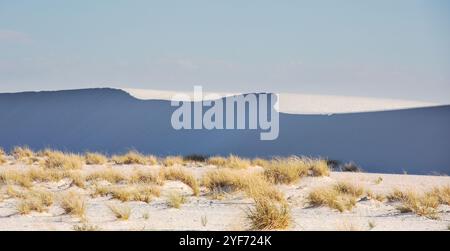 Motivi ondulati nelle dune di sabbia con vegetazione del deserto dorato che cresce a Forground Foto Stock