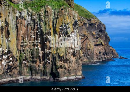 Uccelli marini da migliaia si ergono sulle ripide scogliere di Isola di Heimaey, la più grande isola dell'Arcipelago Vestmannaeyjar, appena al largo della costa meridionale della Foto Stock