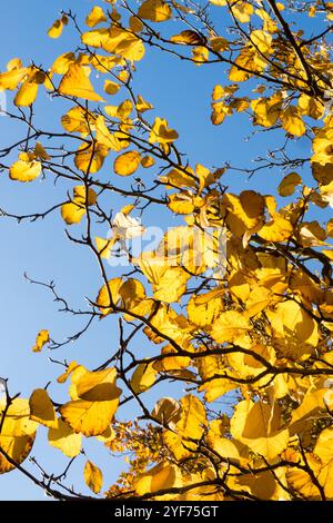 Magnolia acuminata giallo giallastro giallastro girante foglie tornite Foliage Blue Sky Sunny Day Sun Autumn Autumnal Season ottobre cetriolo Tree Foto Stock