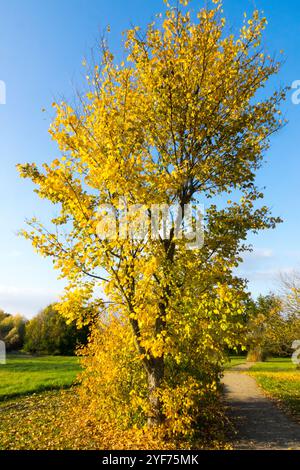 Ulmus laevis European White Elm cielo azzurro giorno soleggiato Foto Stock