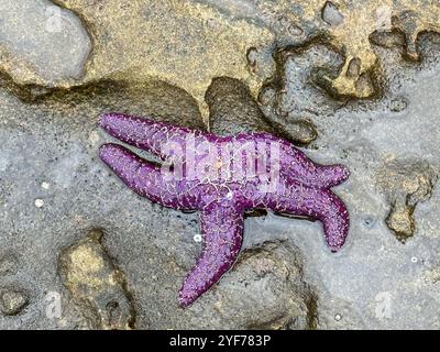 Vista dall'alto di una stella marina viola su una spiaggia rocciosa con bassa marea, Gulf Islands, British Columbia, Canada Foto Stock