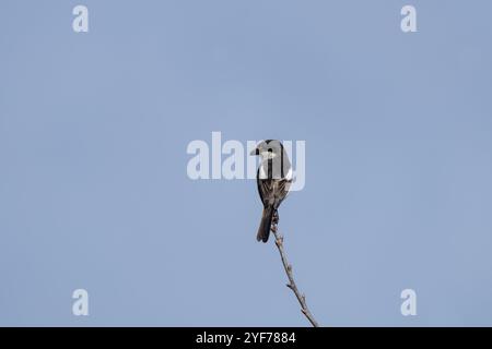 Fiscal shrike è seduto sulla diramazione nel parco africano. Lanius collaris sta cercando del cibo. Fauna selvatica africana. Uccello bianco e nero sulla diramazione Foto Stock