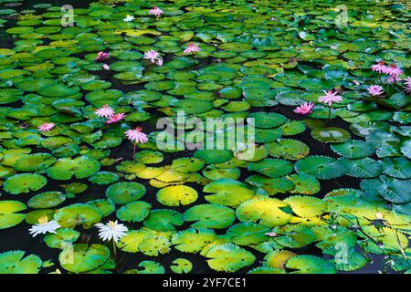 Singapore - 13 agosto 2024: Laghetto di giglio nei Giardini Botanici di Singapore Foto Stock