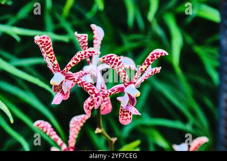 Singapore - 13 agosto 2024: Specie di fiori di orchidee nel National Orchid Garden Singapore Foto Stock