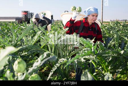 Uomo e giovane donna che raccolgono carciofi in piantagione Foto Stock