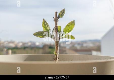 Paulownia tomentosa taglio che cresce in un ambiente urbano. Primo piano Foto Stock