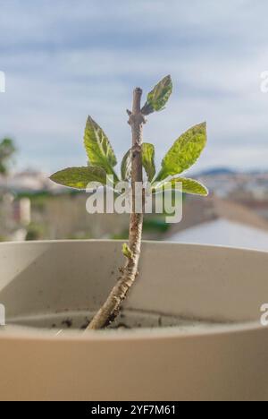 Paulownia tomentosa taglio che cresce in un ambiente urbano. Primo piano Foto Stock