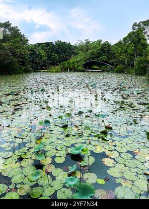 Singapore - 17 agosto 2024: Vista delle paludi di Kingfisher con ninfee ai Gardens by the Bay, un santuario faunistico della città Foto Stock