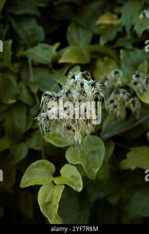 Una vista dettagliata delle teste di semi clemiti, caratterizzate da strutture simili a piume e wispy sullo sfondo di foglie verdi vibranti, che ne evidenziano l'intrigante fascino Foto Stock