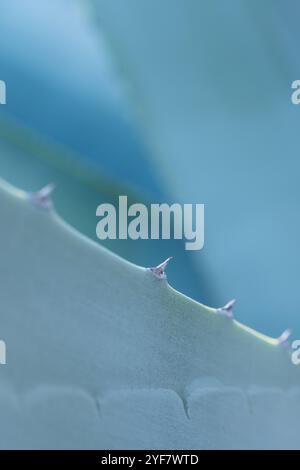 sfondo artistico verticale di un dettaglio di agave blu o di una pianta maguey con spine. Le bevande come la tequila messicana e il mezcal sono prodotte dalla pianta Foto Stock