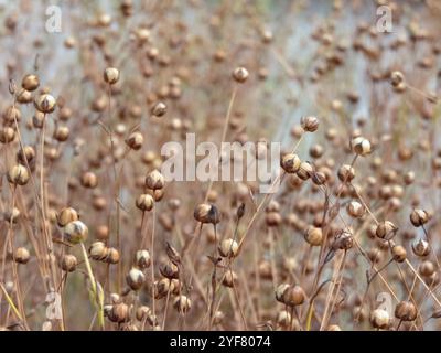 Sul campo, il lino comune mostra le sue capsule di semi secchi. Uso agricolo del lino per la fibra. Olio di lino estratto da queste piante. Linum u. coltivato Foto Stock