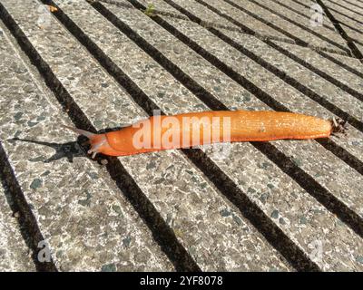 Specie invasiva lumaco spagnola. Arion vulgaris mollusco gasteropode polmonare terrestre. Parassita dell'agricoltura delle lumache. Foto Stock