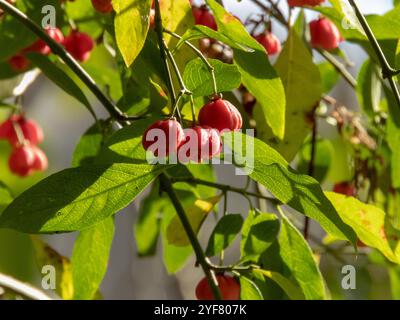 Pianta di Euonymus europaeus. Ravviva i frutti capsulari rosa nella soleggiata foresta autunnale. Rami europei o comuni del mandrino. Foto Stock