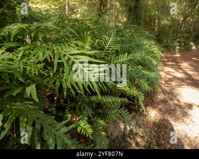 Felce Polypodium cambricum nella foresta. Fronde in polipodia meridionale, calcare o verde polipodia gallese con opuscoli appuntiti. Foto Stock