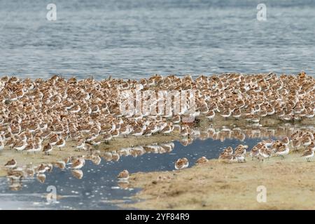 Migrazione di Sandpiper, primavera, Alaska costiera Foto Stock